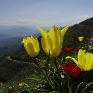 Tulipa sosnowski & florenskyi